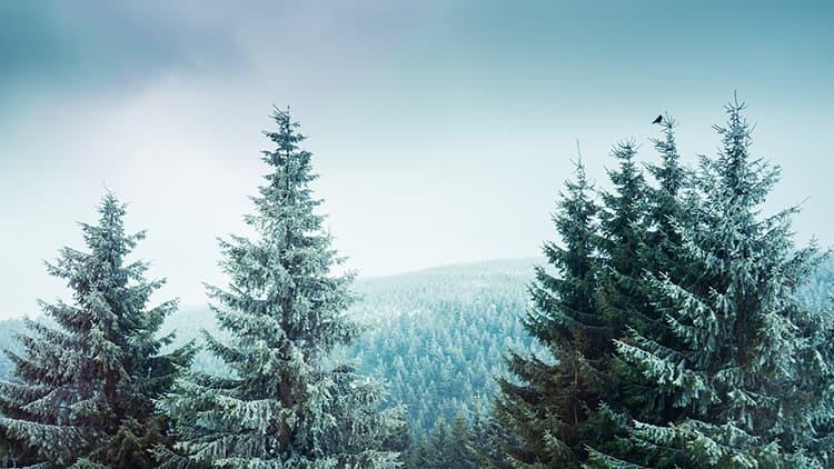 Eriste, joka on säilyttänyt suosionsa jo yli 40 vuotta