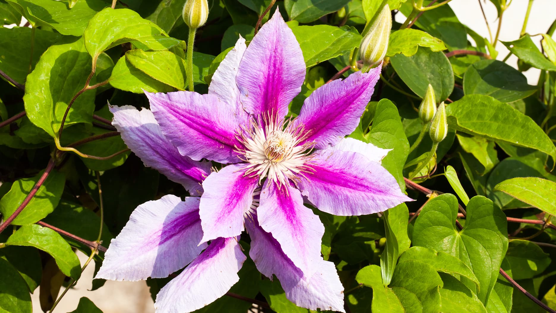 Miksi kärhö ei kuki? Asiantuntija vastaa